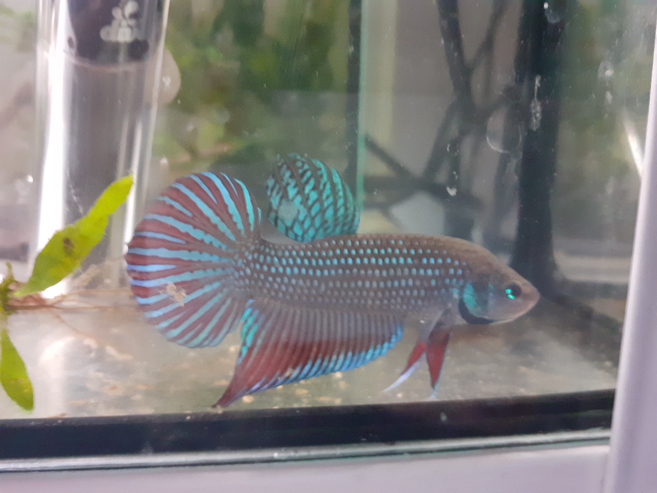samec B. mahachaiensis